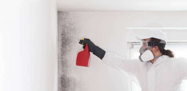 Best DIY Mold Remediation Support Services in Five Forks, SC