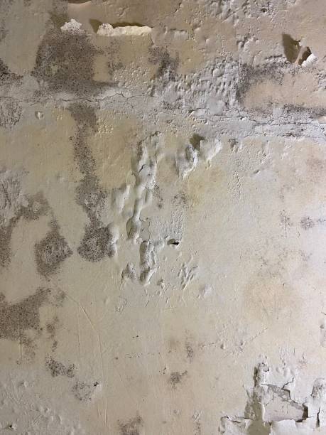Best Bathroom Mold Remediation in Five Forks, SC