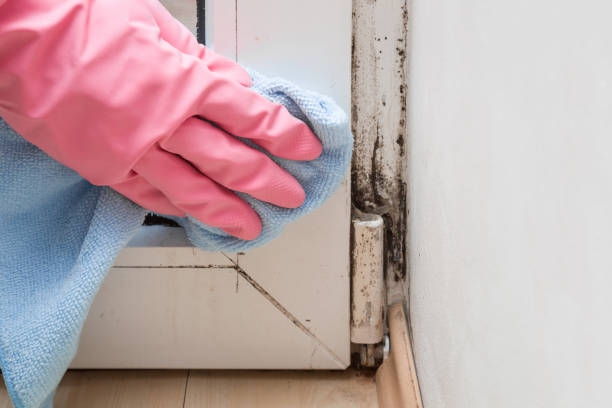 Best DIY Mold Remediation Support Services in Five Forks, SC