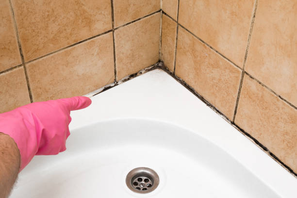 Best Post-Flood Mold Remediation in Five Forks, SC